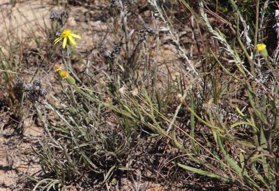 Senecio asperulus, photographed by Tony Rebelo