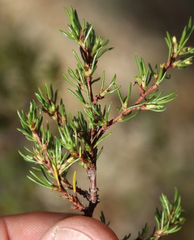 Cliffortia repens, photographed by Tony Rebelo