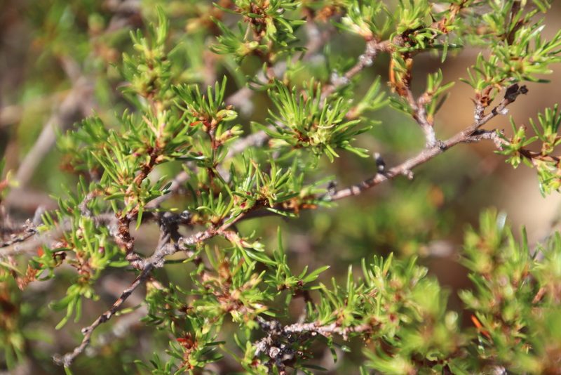 Cliffortia repens, photographed by Tony Rebelo