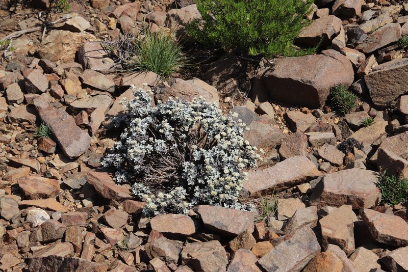Helichrysum sutherlandii, photographed by Tony Rebelo