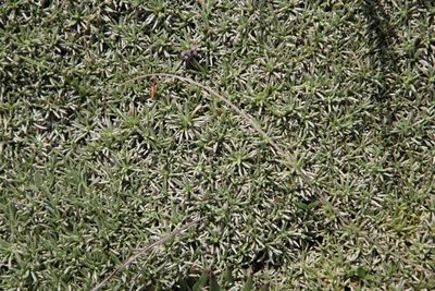 Helichrysum caespititium, photographed by Tony Rebelo