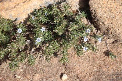 Wahlenbergia lycopodioides, photographed by Tony Rebelo