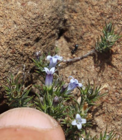 Wahlenbergia lycopodioides, photographed by Tony Rebelo