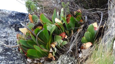 Kumara haemanthifolia, photographed by Paul Emms