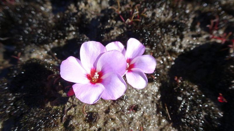 Oxalis stokoei, photographed by Paul Emms