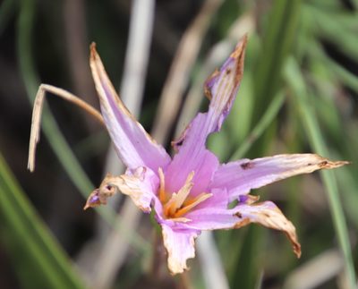Xerophyta viscosa, photographed by Tony Rebelo