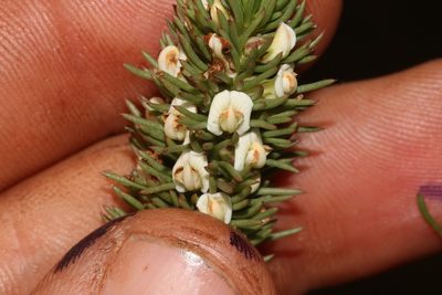 Aspalathus incurvifolia, photographed by Brian du Preez
