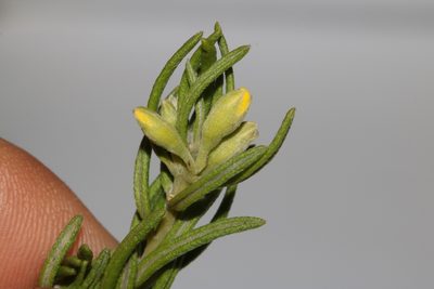 Xiphotheca rosmarinifolia, photographed by Brian du Preez