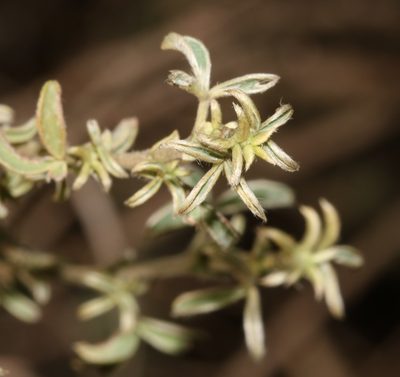 Polhillia brevicalyx, photographed by Brian du Preez