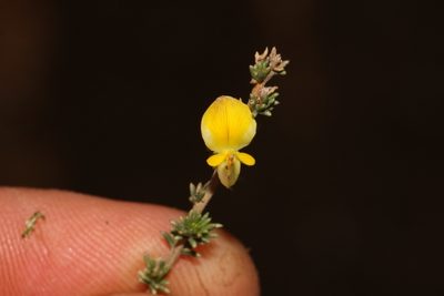Aspalathus campestris, photographed by Brian du Preez