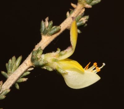 Aspalathus campestris, photographed by Brian du Preez
