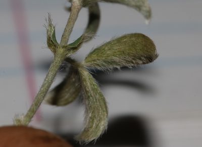 Polhillia brevicalyx, photographed by Brian du Preez