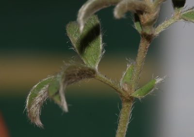 Polhillia brevicalyx, photographed by Brian du Preez