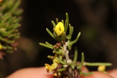 Aspalathus zeyheri, photographed by Brian du Preez