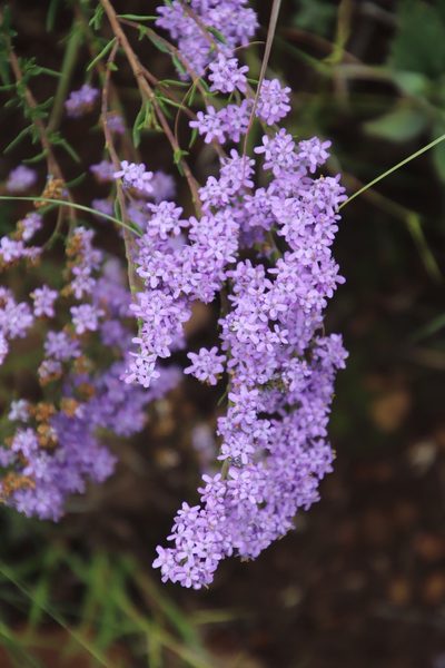 Selago flanaganii, photographed by Tony Rebelo