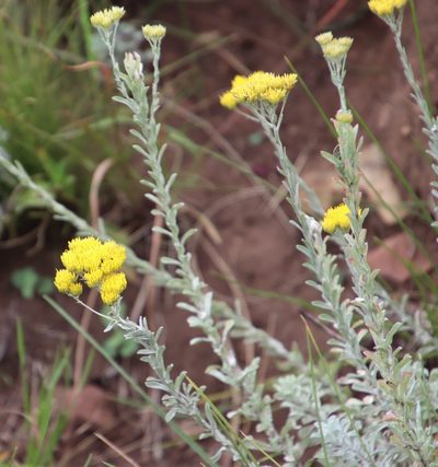 Helichrysum callicomum, photographed by Tony Rebelo