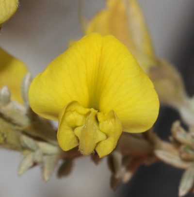 Polhillia pallens, photographed by Brian du Preez