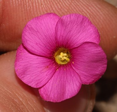 Oxalis confertifolia, photographed by Brian du Preez