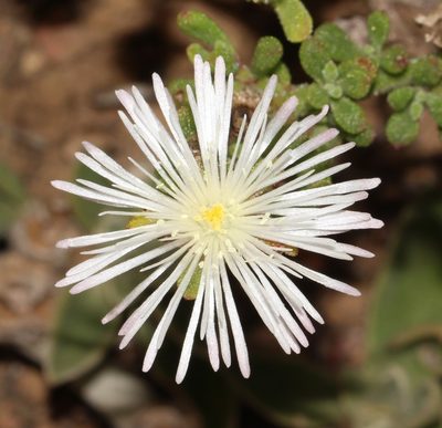 Mesembryanthemum paulum, photographed by Brian du Preez