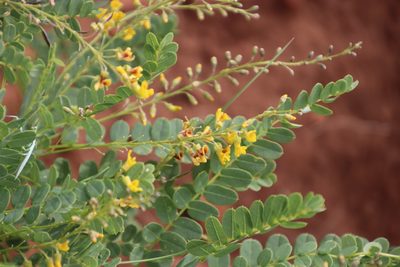 Calpurnia sericea, photographed by Tony Rebelo