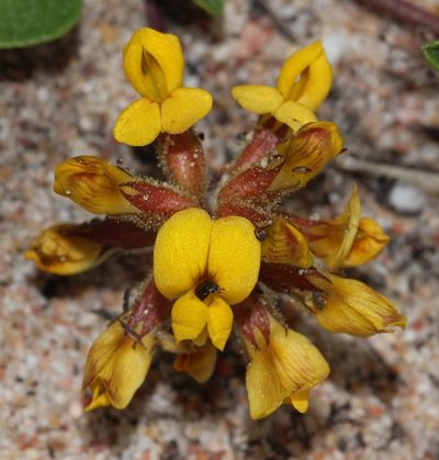 Rhynchosia smithiana, photographed by Brian du Preez