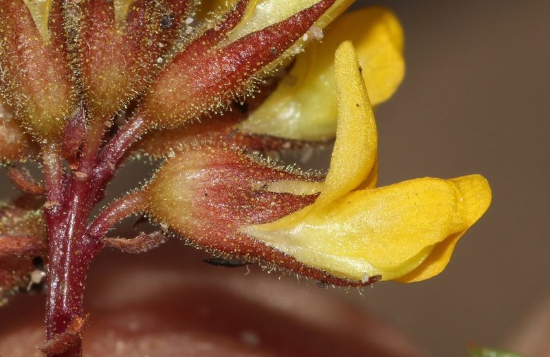 Rhynchosia smithiana, photographed by Brian du Preez