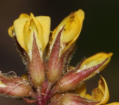 Rhynchosia smithiana, photographed by Brian du Preez