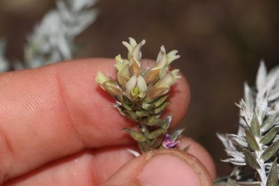 Amphithalea alba, photographed by Brian du Preez