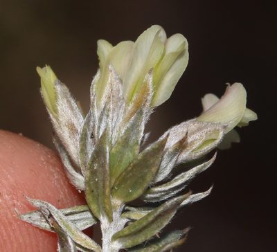 Amphithalea alba, photographed by Brian du Preez