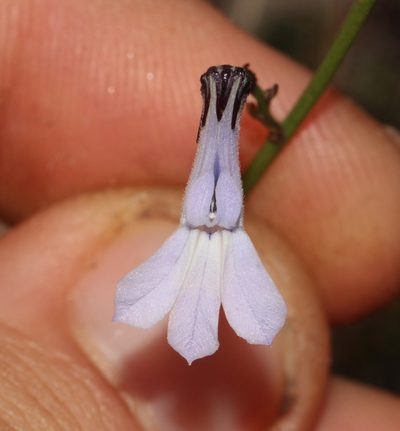 Lobelia capillifolia, photographed by Brian du Preez