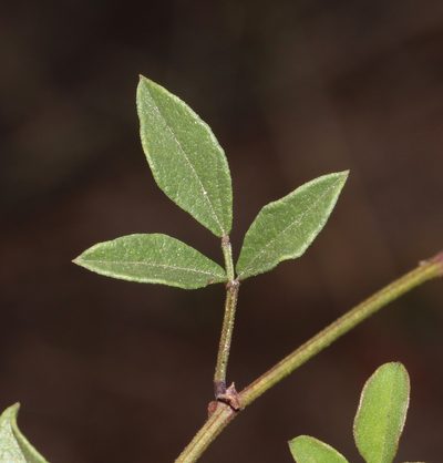 Rhynchosia smithiana, photographed by Brian du Preez
