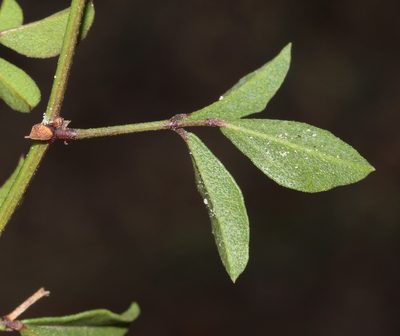 Rhynchosia smithiana, photographed by Brian du Preez