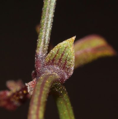 Rhynchosia smithiana, photographed by Brian du Preez