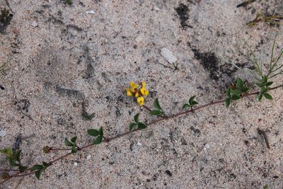 Rhynchosia smithiana, photographed by Brian du Preez