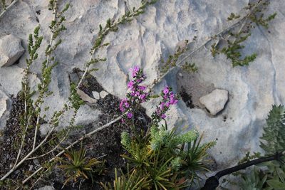 Indigofera calcarea, photographed by Brian du Preez