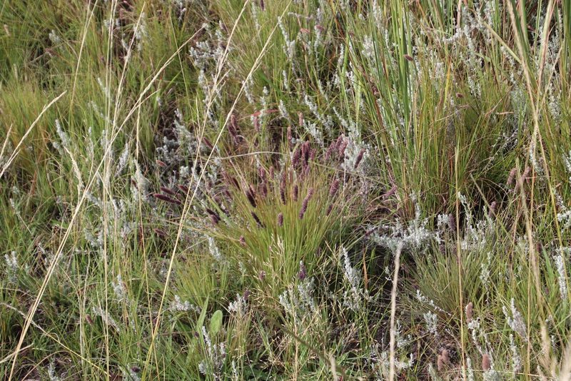 Stiburus alopecuroides, photographed by Tony Rebelo