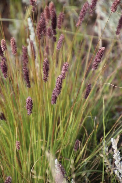Stiburus alopecuroides, photographed by Tony Rebelo