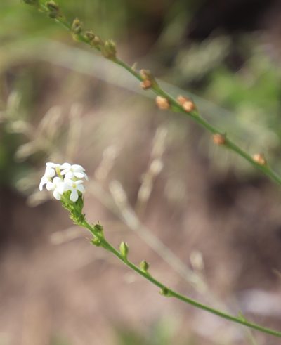 Manulea buchneroides, photographed by Tony Rebelo
