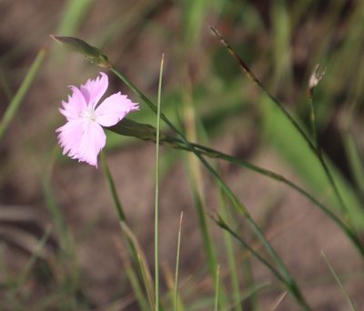 Dianthus basuticus, photographed by Tony Rebelo