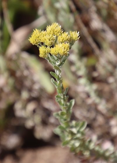 Helichrysum callicomum, photographed by Tony Rebelo