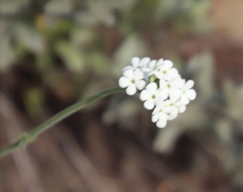 Manulea buchneroides, photographed by Tony Rebelo
