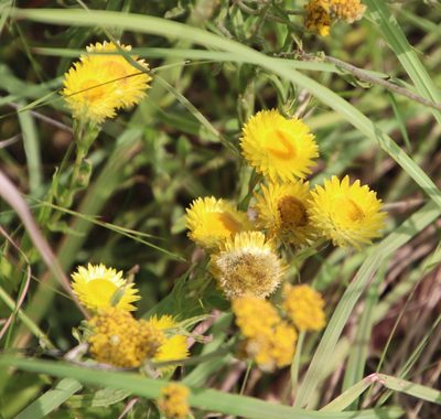 Helichrysum cooperi, photographed by Tony Rebelo