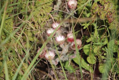 Helichrysum ecklonis, photographed by Tony Rebelo