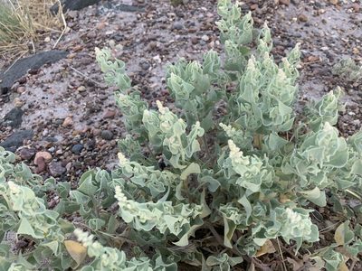 Atriplex saccaria, photographed by CK2AZ