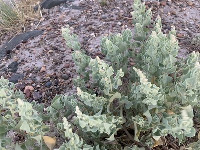 Atriplex saccaria, photographed by CK2AZ
