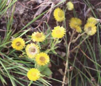 Helichrysum cooperi, photographed by Tony Rebelo
