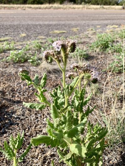 Phacelia pinkavae, photographed by CK2AZ