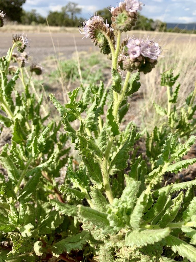 Phacelia pinkavae, photographed by CK2AZ