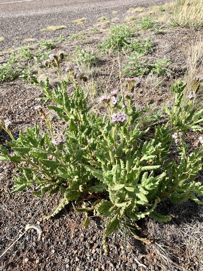 Phacelia pinkavae, photographed by CK2AZ