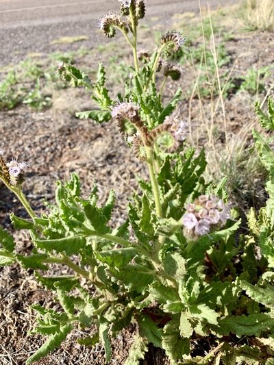 Phacelia pinkavae, photographed by CK2AZ